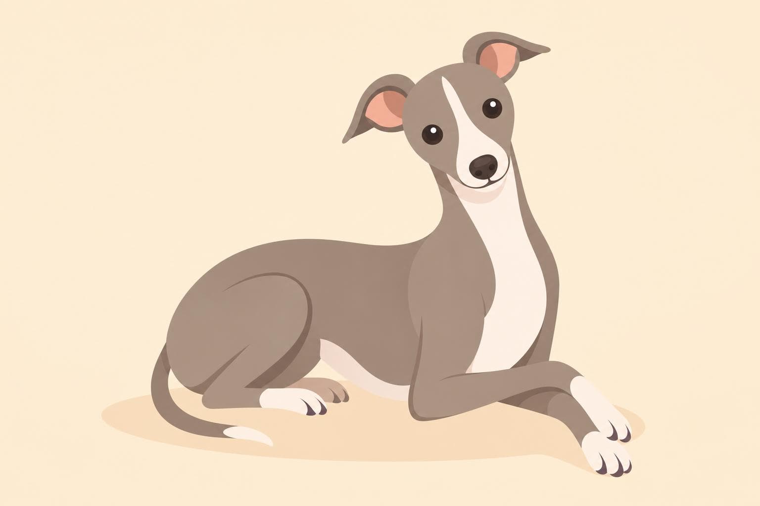 Italian Greyhound — Breed Header