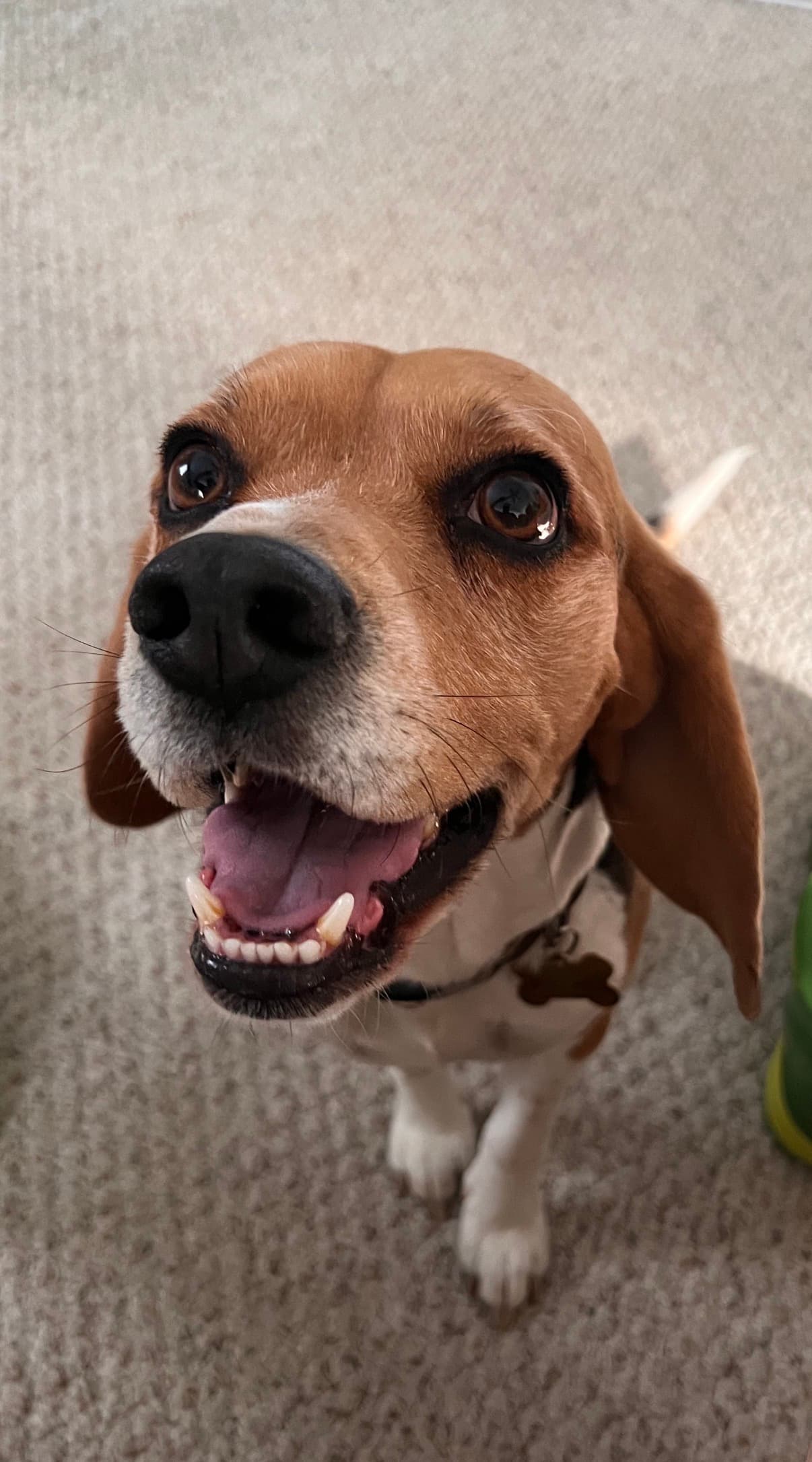 Now - My best friend; my beagle
