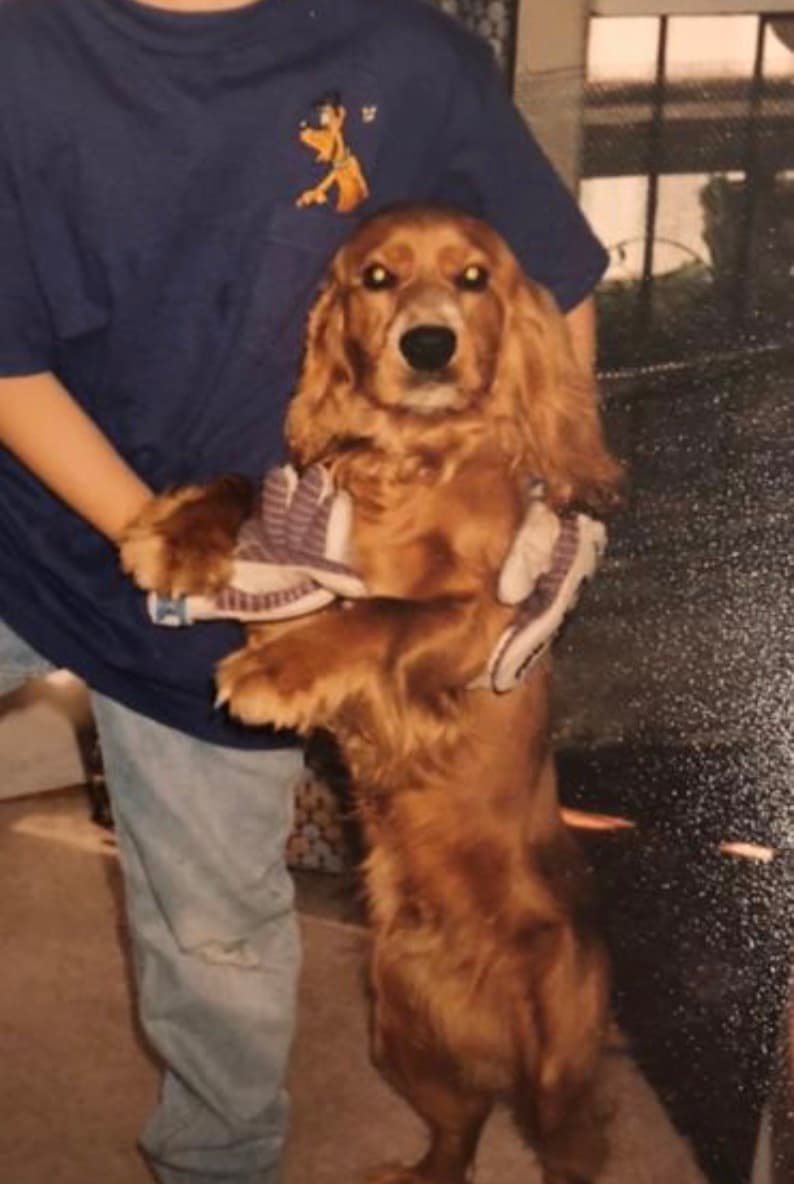 Chappy - Cocker Spaniel; My first dog