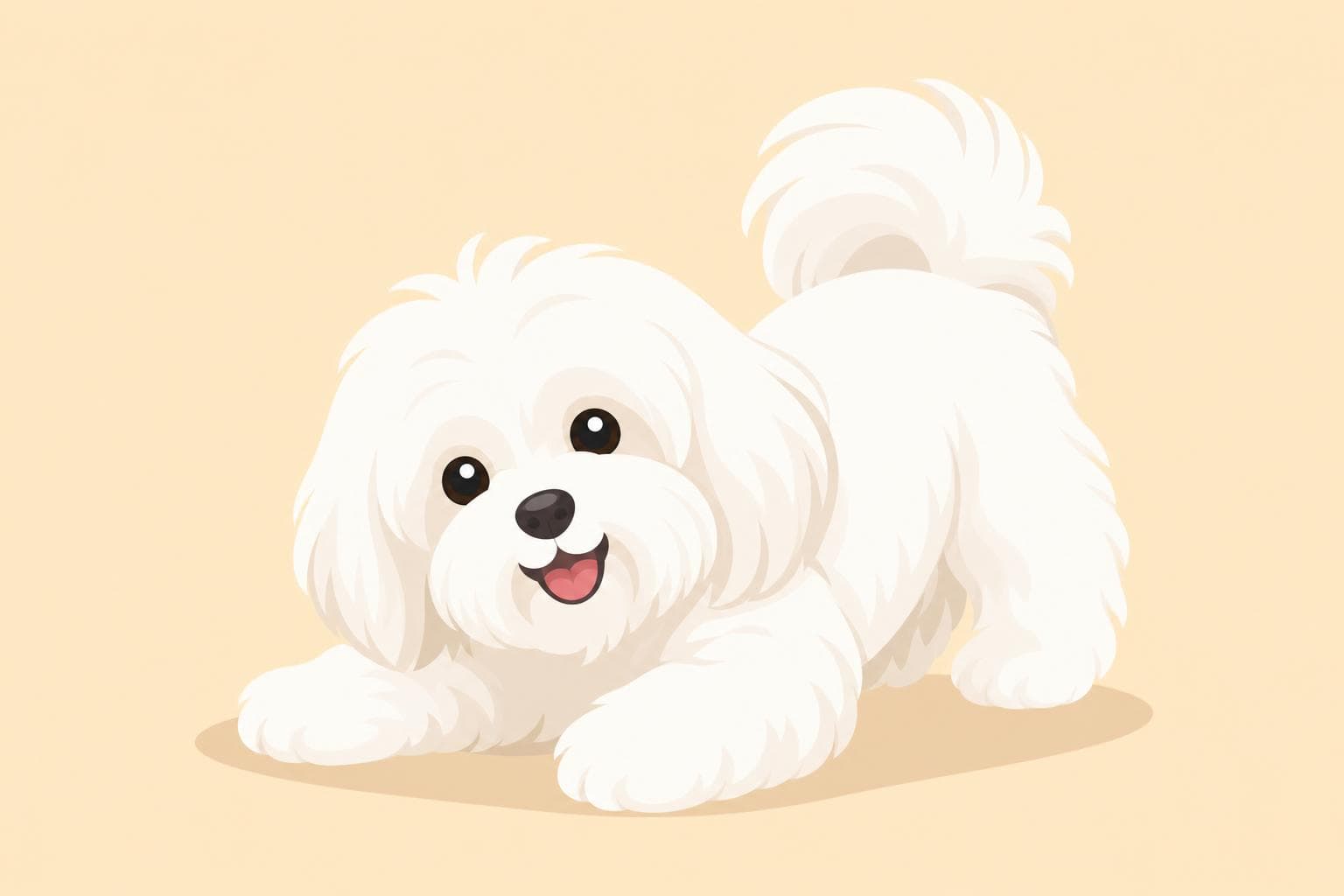 Coton de Tulear — Breed Header