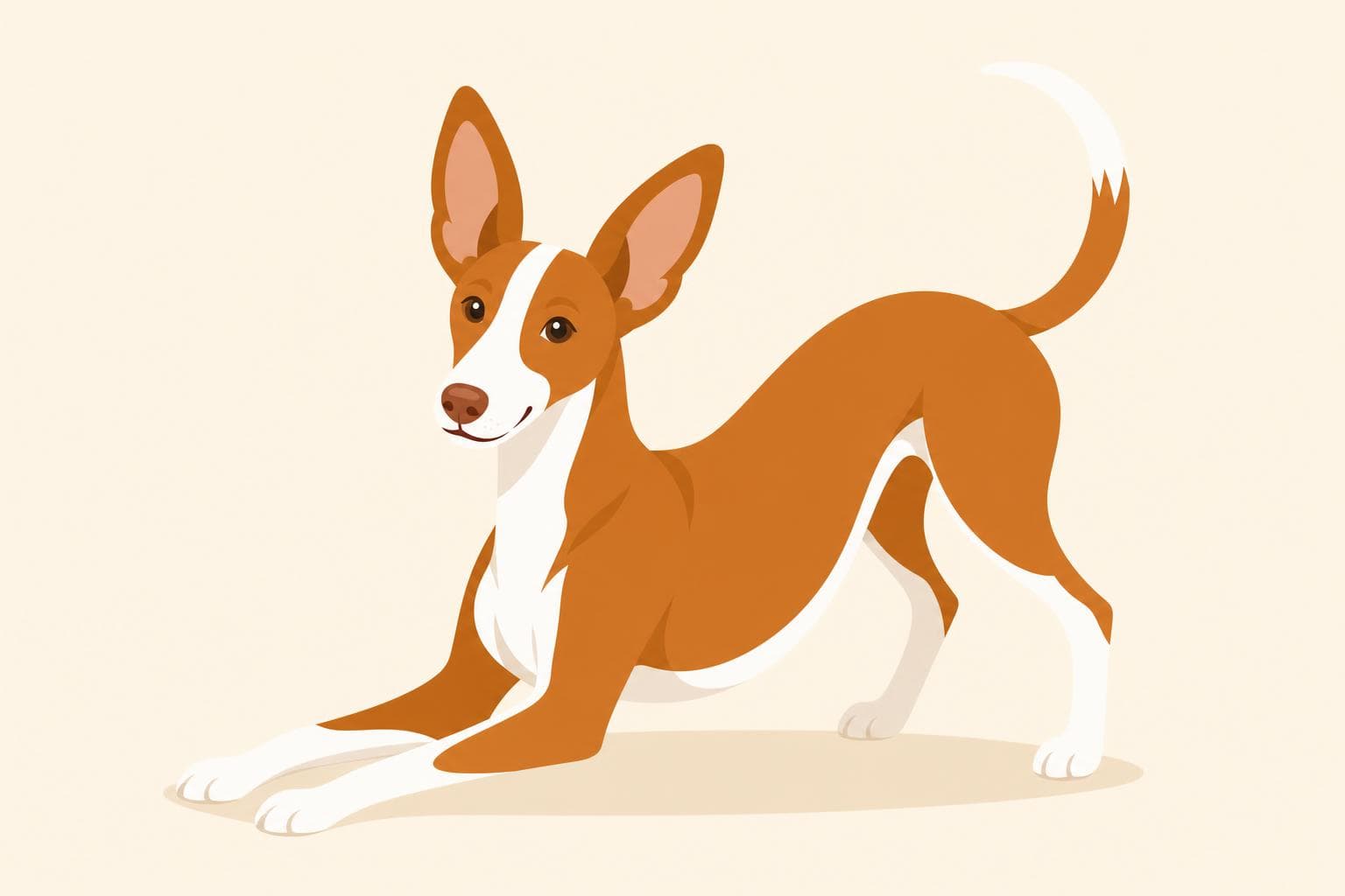 Ibizan Hound — Breed Header
