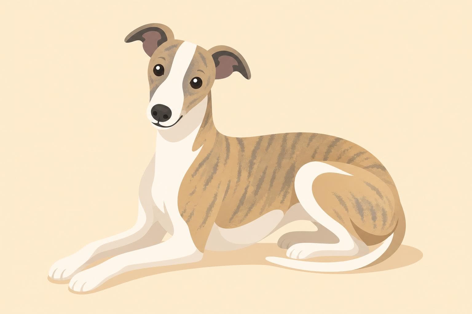 Whippet — Breed Header
